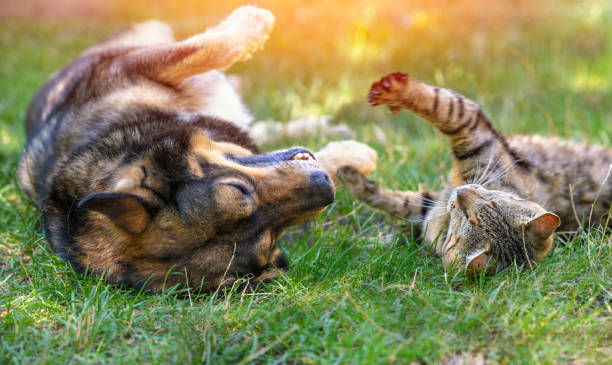 Picture for category Pet Supplies